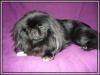 Pekinese, pekingese , deckrüde