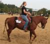 toller QH-Wallach,  ready to show