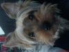 Yorkshire Terrier Hündin (10 Monate) 
