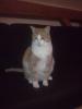 Schmusekater sucht neuen Wirkungskreis