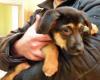 die kleine Bella ist ein Schäferhundmix