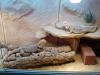 Bartagamenpärchen,  2 Jahre,  mit Holzterra und Einrichtung