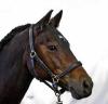 Super tolles,  zuverlässiges New-Forest Tunierpony abzugeben