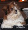 Zuckerschnute mit Papieren - Shihtzu