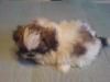 kleine Shih-Tzu Welpen