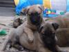 Malinoiswelpen mit VDH/ FCI-Papiere