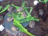 griechische Landschildkröten