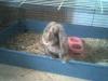 ratten,  kaninchen,  meerschweinchen abzugeben