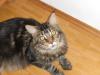 Schöner Maine Coon Kater abzugeben