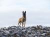 Malinois-Welpen