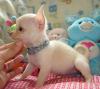 suche chihuahua welpe