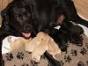 Labradorwelpen mit Papiere braun,  gelb und schwarz