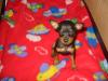 prager rattler suchen ein zuhause