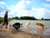 dogwalker gesucht!