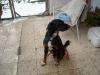 Gordon-Setter/ Münsterländer-Mix