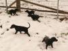 dobermann  welpen