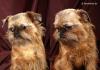 Brüssler Griffon ,  Griffon Bruxellois, Zwerggriffon