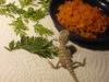 Junge Bartagame,  1 Bartagamepärchen u Terrarium abzugeben