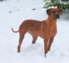 Rhodesian Ridgebackwelpen/  South African Hunter Kennel