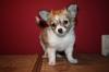 3 Reinrassige Chihuahua-Welpen m. Papiere+Ahnentafel suchen neues Zuhause