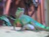 wasseragame bock