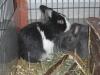 2 Kaninchen abzugeben