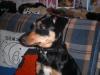 süßer kastrierter pinscher-mixrüde