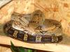 Boa Constrictor Constrictor mit Terrarium,  