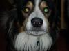liebevoller border collie sucht neues zuhause!