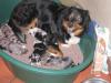 Australian Shepherd Welpen,  3 Rüden und 2 Hündinnen außergewöhnlich schön gezeic