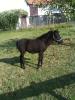 Exmoorpony Fohlen