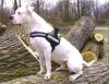Hundesport-24.Fachausstattung für Freizeit-,  Sport- und Diensthunde