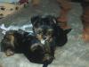 Yorkshireterrier Welpen , Spaltbiewer