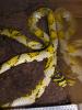 0, 1 Euprepiophis mandarinus (Mandarinnatter)