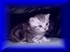 Whiskaskitten