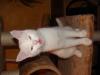 Luna,  5 Monate alt sucht ein zuhause