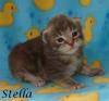 Maine Coon Babys