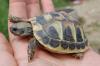 Griechische Landschildkröten abzugeben