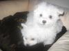 zwei (bichon) Malteser suchen ein zuhause