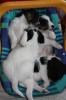 Parson  Jack  Russell Terrier Welpen