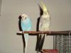 pärchen vögel zu verschenken