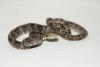 Amazonas Baumboa Gartenboa Schlankboa 