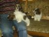 reinrassige Shi Tzu Welpen