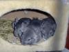 Chinchilla