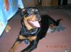 rottidame 11 monate kopiert