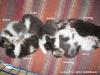 MaineCoon/ Perser-Mixe aus A-Wurf