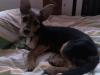 yorksha terrier mischling abzugeben