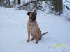 Deutsche Dogge/ Mastiff/ Cane Corso Welpen