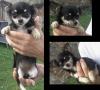 chihuahuas zu verkaufen