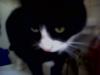 muss schweren herzens meinen Kater abgeben